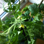 tomatplantan blommar
