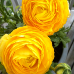 Ser ut som smörblommor