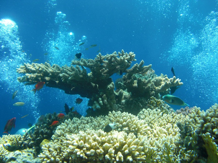 Dykning-Röda havet