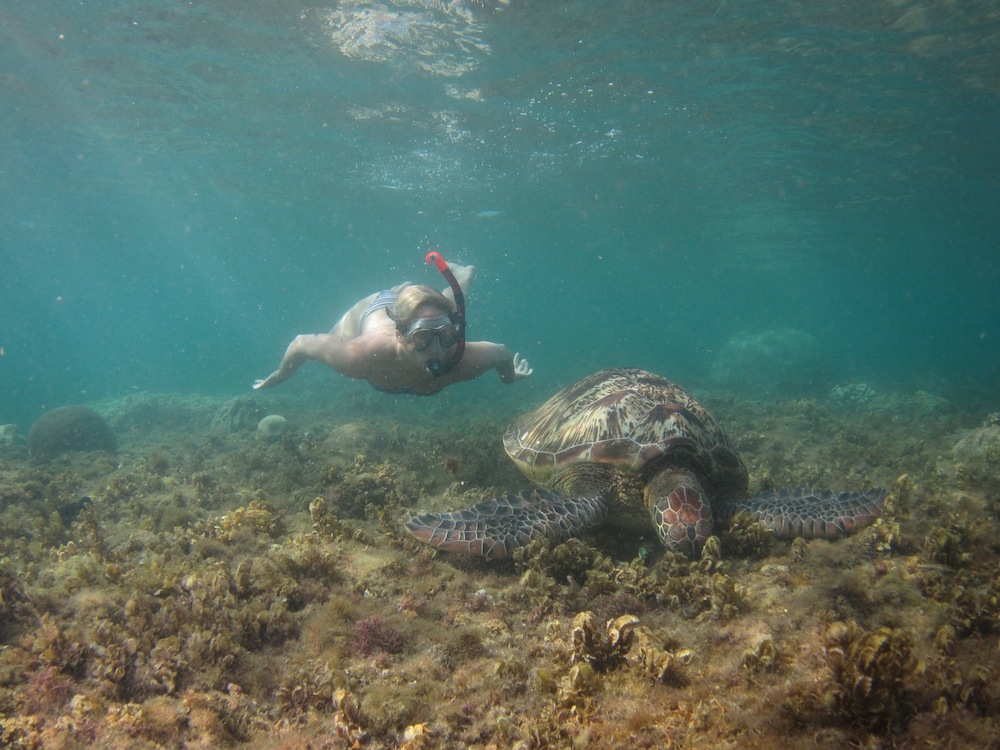 Snorkling med sköldpadda i Filippinerna