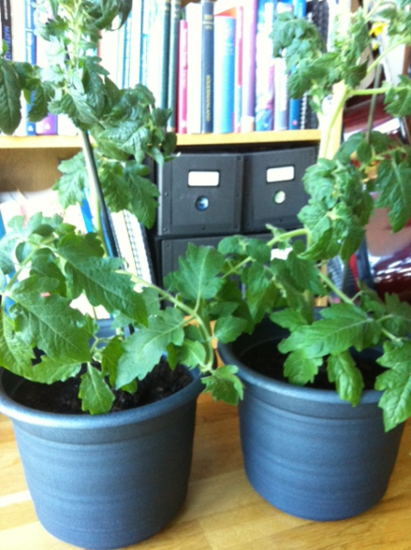 omplantering tomatplantorna