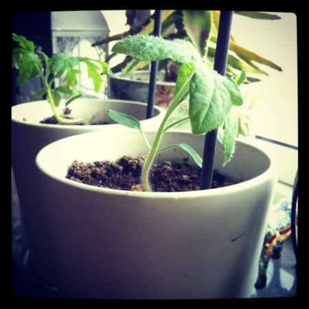 små tomatplantor
