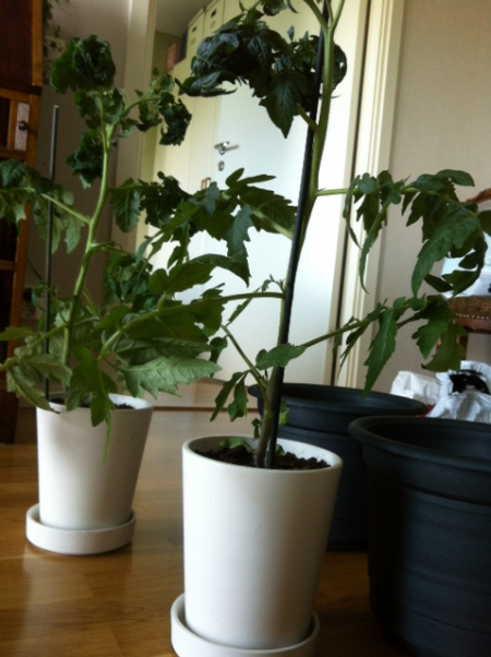 tomatplantorna innan omplanteringen