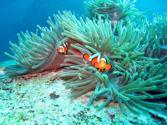 Nemo-Similian Islands
