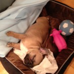 Fransk Bulldogg som sover